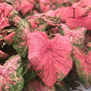 Fancy Leaf: Shade tolerant Caladiums - Ballet Slippers