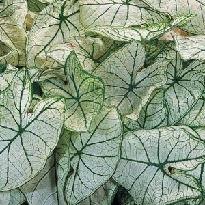 Fancy Leaf: Shade tolerant Caladiums - Candidum Sr.