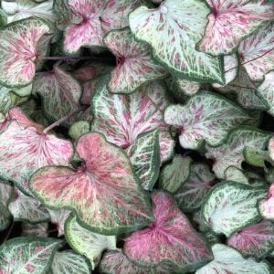 Fancy Leaf: Sun Tolerant Caladiums - Candyland
