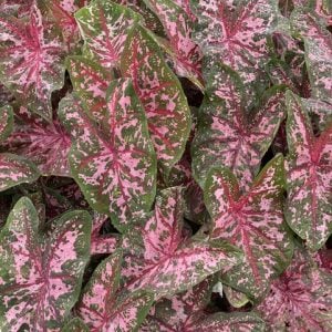 Fancy Leaf: Shade tolerant Caladiums - Carolyn Whorton