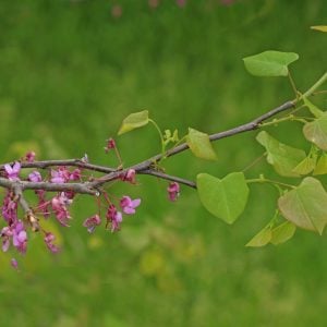 Tree - Eastern Redbud - Cercis canadensis (3 gal)