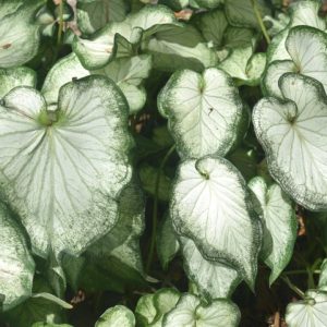 Fancy Leaf: Sun Tolerant Caladiums - High Society