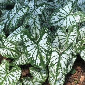Fancy Leaf: Shade tolerant Caladiums - Monument
