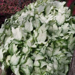 Fancy Leaf: Shade tolerant Caladiums - Moonlight
