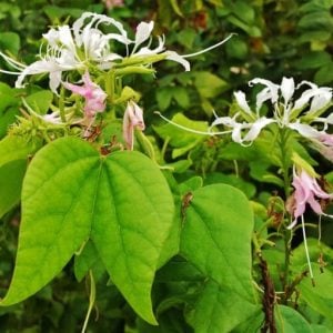 Tree - Mexican Orchid Tree - Bauhinia mexicana(3gal)
