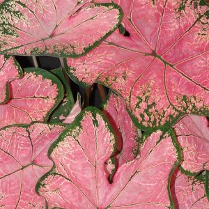 Fancy Leaf: Shade tolerant Caladiums - Pink Splash