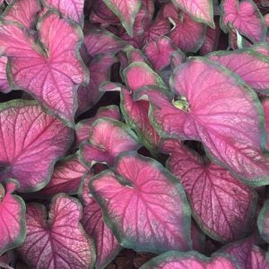 Fancy Leaf: Sun Tolerant Caladiums - Puppy Love