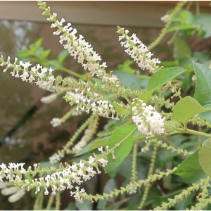 Tree - Sweet Almond Verbena - Aloysia virgata (1gal)