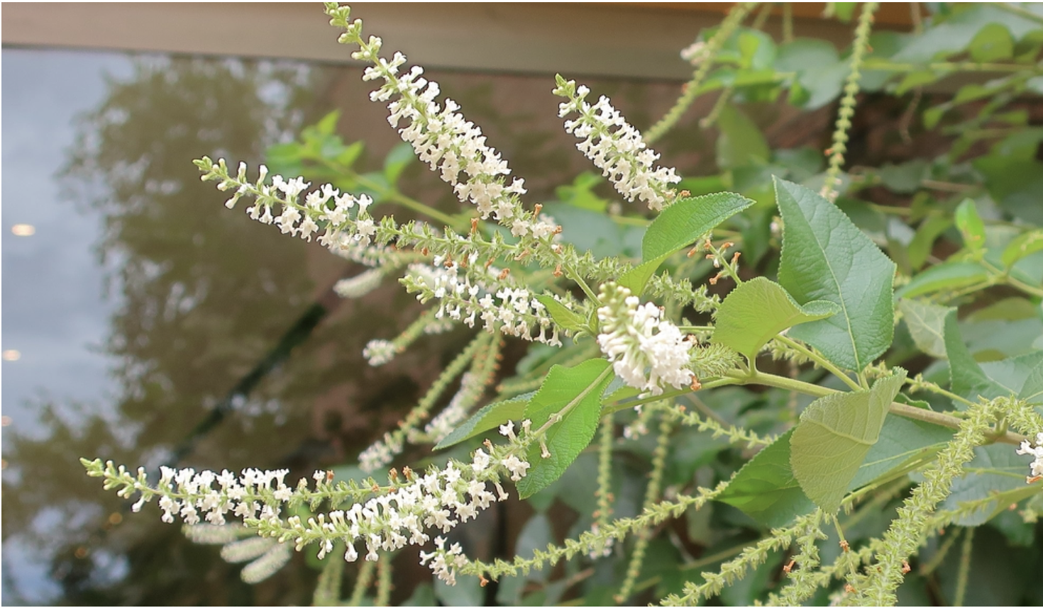 Tree - Sweet Almond Verbena - Aloysia virgata (1gal)