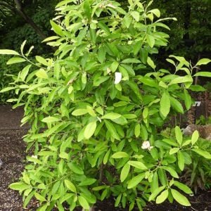 Tree - Eastern Redbud - Cercis canadensis (3 gal)