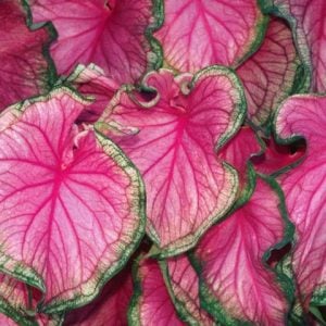 Fancy Leaf: Sun Tolerant Caladiums - Sweetheart