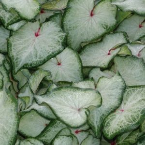 Fancy Leaf: Sun Tolerant Caladiums - White Delight