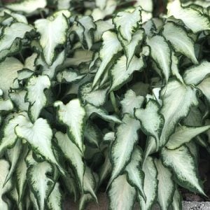 Fancy Leaf: Sun Tolerant Caladiums - White Pearl