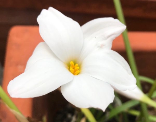 Rain Lily Labuffarosa white rain lily