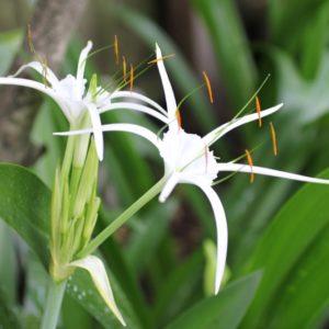 Other White Spider lily