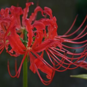 Other Red Spider lily