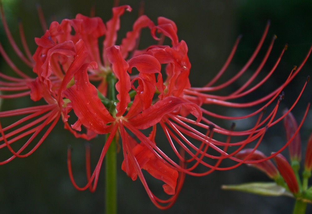 bunga red spider lily