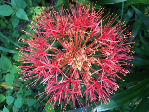 Other Blood Lily