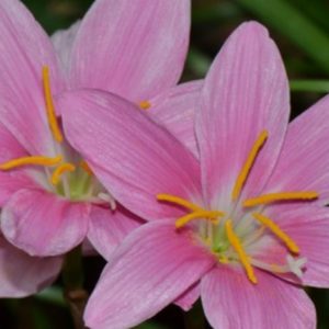 Rain Lily Grandiflora pink rain lily