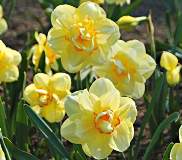 Daffodils Tahiti