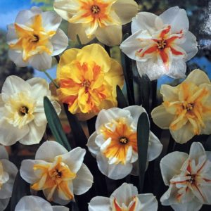 Daffodils Butterfly Mix