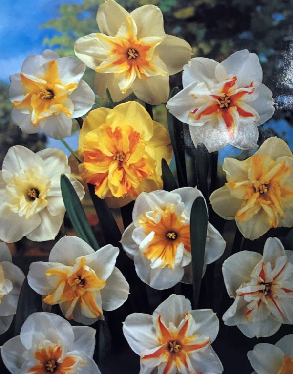 Daffodils Butterfly Mix