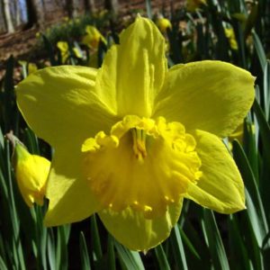 Daffodils Carlton