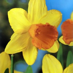 Daffodils Fortune
