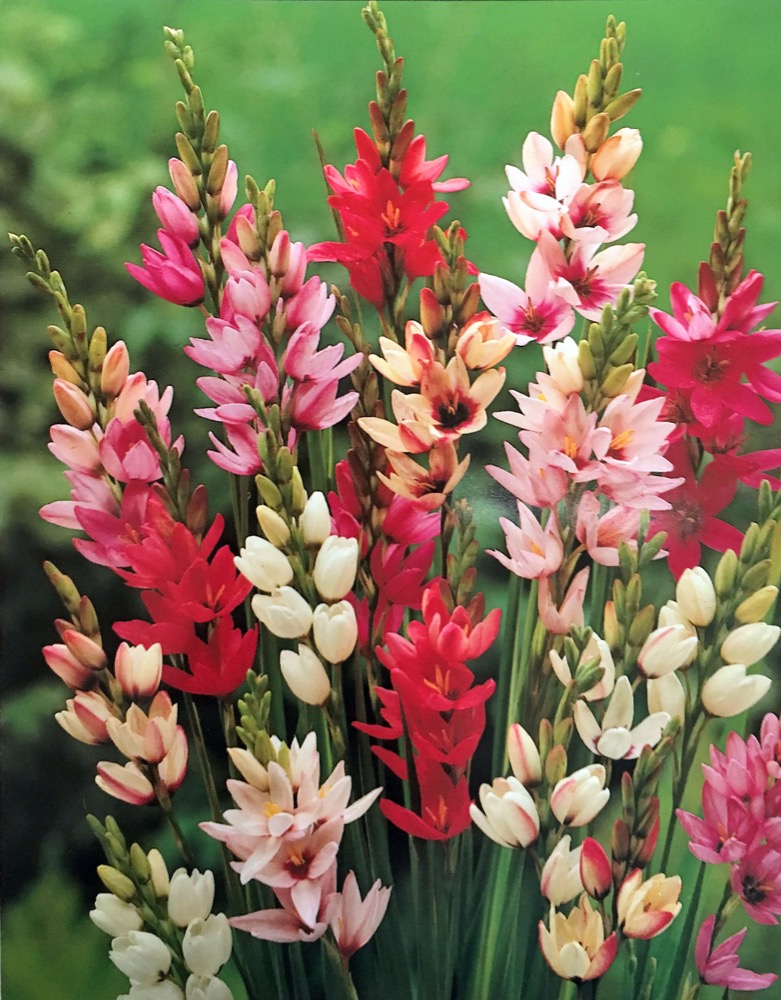 12/24 Ixia Corn Lily Garten gemischte Farbe Zwiebel Staude Sommer Blume Knolle 